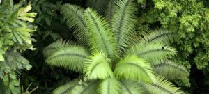 Arbol 0924f