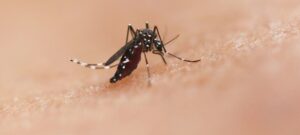 Mosquito 0984