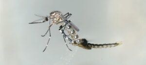 Mosquito 1224f