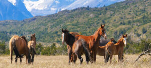 Caballos 0725f