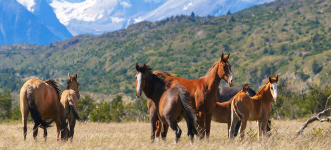 Por primera vez se celebro el Día Mundial del Caballo, un homenaje al compañero más fiel y antiguo de la humanidad