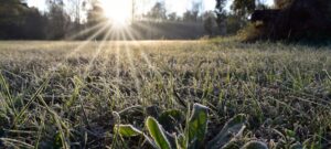 Plantacion 0725f