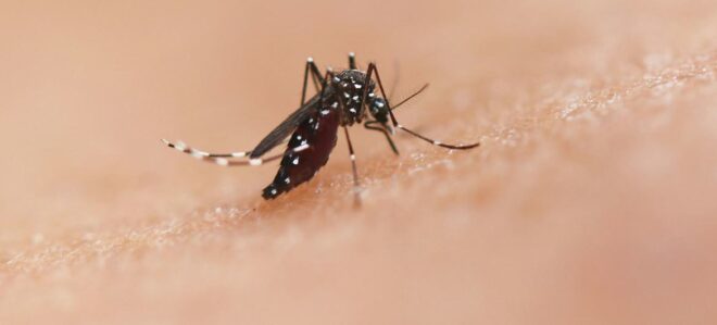 América Latina debe reforzar el control vectorial ante brotes de chikunguña y expansión del Oropouche