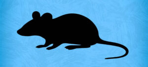 Raton 0526f