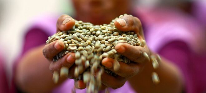 El clima y la producción concentrada disparan la volatilidad de los precios del café, el cacao y el té