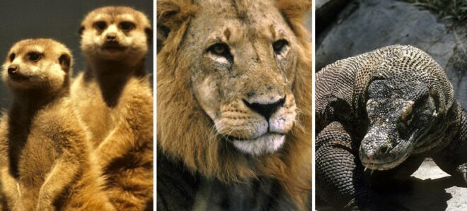 De tigres a reptiles: las autoridades refuerzan la lucha contra las redes mundiales de tráfico de especies