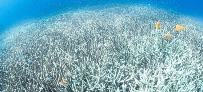 El calor de los océanos alcanzó un máximo histórico en julio en medio de múltiples extremos climáticos